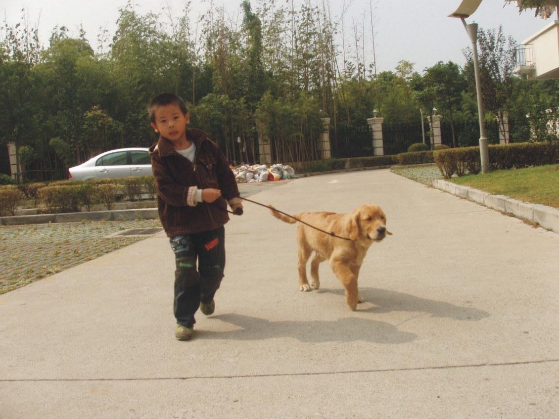 我家大金毛和路人起了冲突，我该不该道歉呢？