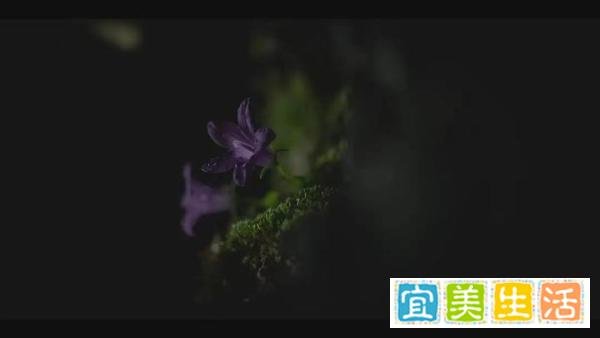 王国外传来了,可惜分量不足