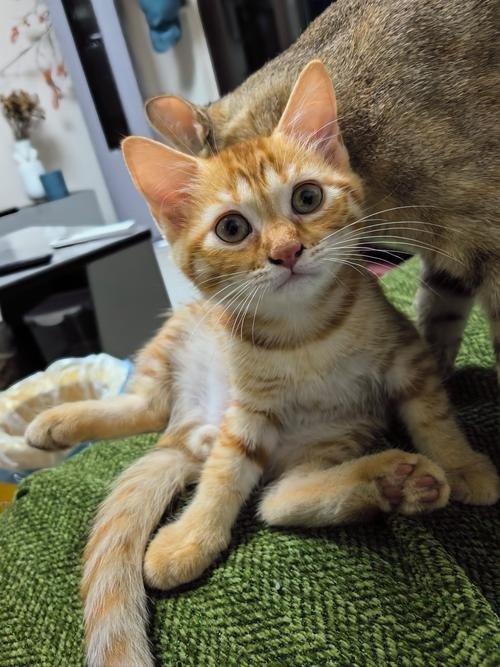 猫尾巴肛塞佩戴教程