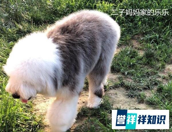 古牧犬喜欢掉毛吗？古牧犬毛发护理注意事项
