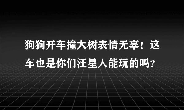 狗狗开车撞大树表情无辜！这车也是你们汪星人能玩的吗？