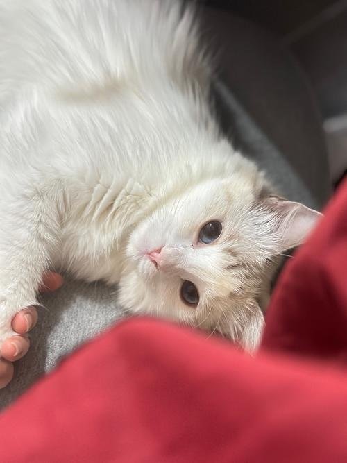 猫尾巴肛塞佩戴教程