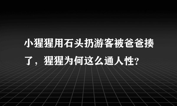 小猩猩用石头扔游客被爸爸揍了，猩猩为何这么通人性？