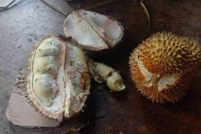 村民哄抢榴莲食物中毒，吃榴莲咋能中毒呢？