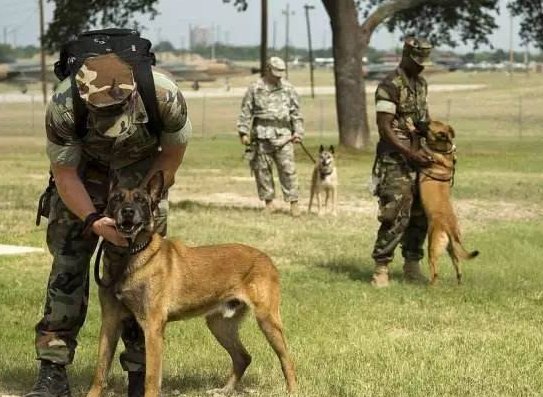 中国刑警学院竞售54只淘汰受训犬,这些受训犬是为何被淘汰的?