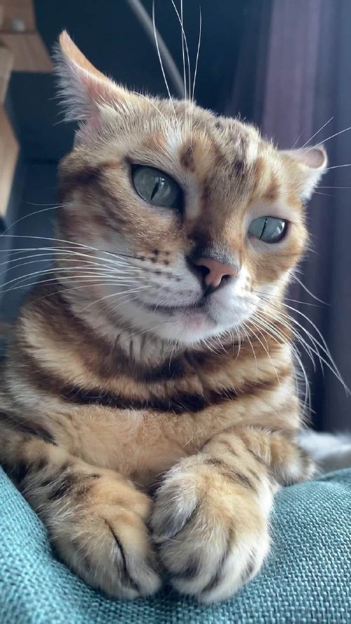 猫尾巴肛塞佩戴教程
