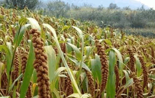 陕西汉墓现罕见陶仓装满小米,两千多年前的小米长什么样?