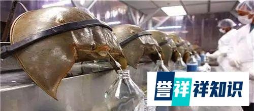 世界上最罕见的蓝种人：隐居在6000米山上，100多年仅下山了一次