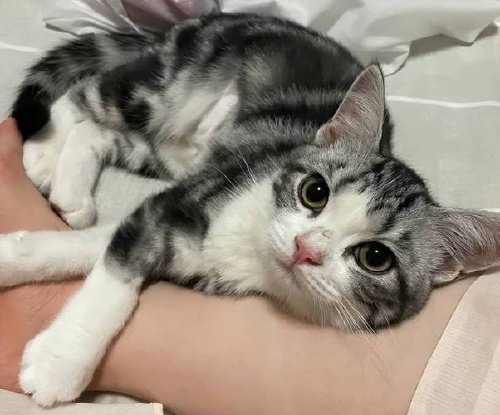 猫尾巴肛塞佩戴教程