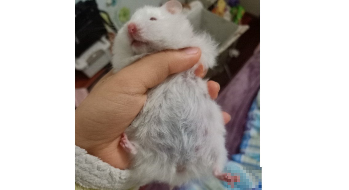 金丝熊怀孕有哪些表现呢？
