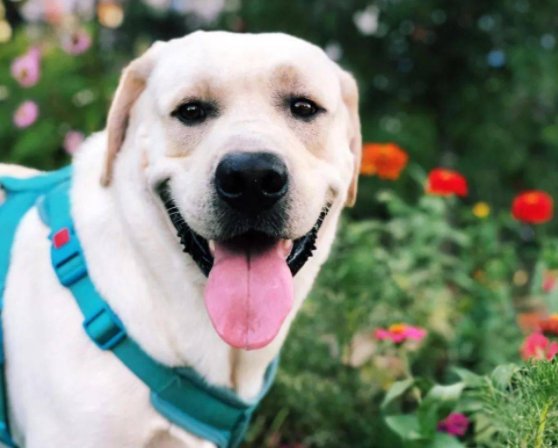 中国刑警学院竞售54只淘汰受训犬,这些受训犬是为何被淘汰的?
