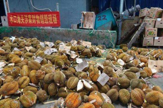 村民哄抢榴莲食物中毒，吃榴莲咋能中毒呢？
