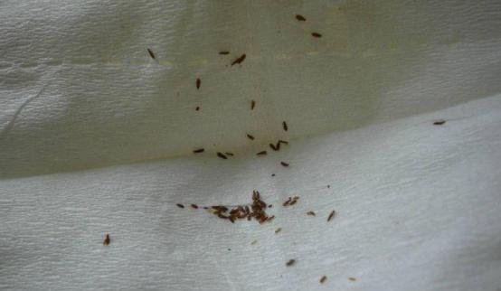 贝卫多和福来恩选哪个比较好 驱虫经验分享
