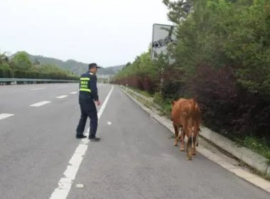 浙江一黄牛跳车导致一辆劳斯莱斯损失30万，载牛的司机需要承担哪些责任？