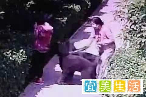 狗咬人事件涉事人王新刚被撤职，难道真得靠舆论才能执法吗？