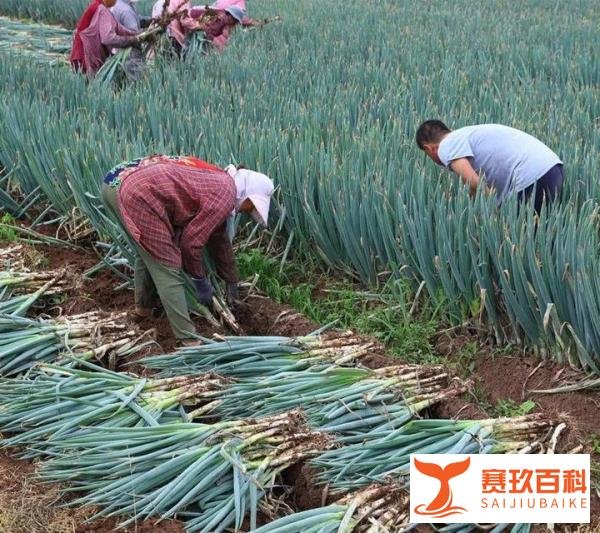 50万斤大葱销售难,曾驰援武汉的“大葱哥”急需帮助!