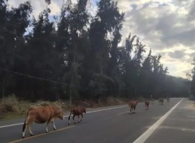 浙江一黄牛跳车导致一辆劳斯莱斯损失30万，载牛的司机需要承担哪些责任？