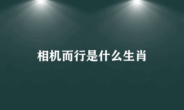 相机而行是什么生肖