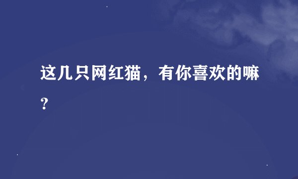 这几只网红猫，有你喜欢的嘛？