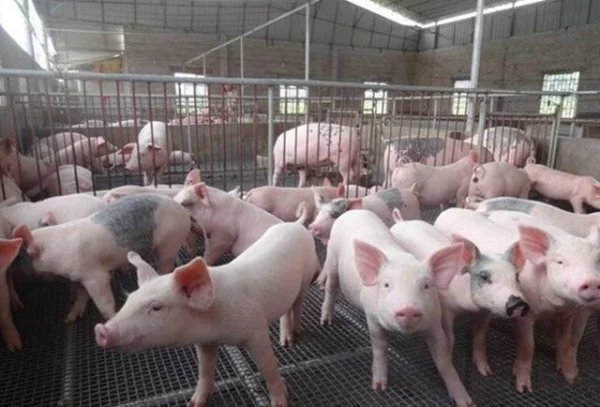 物业回应成都一业主住宅楼养5头猪，对居民生活带来了哪些不便？