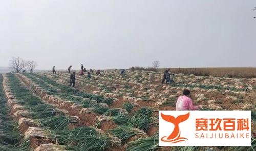 50万斤大葱销售难,曾驰援武汉的“大葱哥”急需帮助!