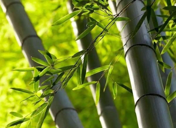 外直中通襟怀若谷形容的是哪种植物