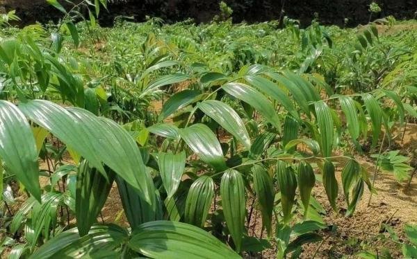2024年适合新手种植的药材,亩收入8000-12万元,利润高,不愁销路!