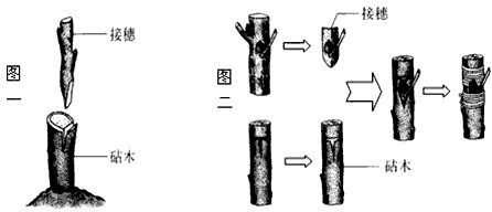 嫁接后植株上所结的果实表现为什么的性状?
