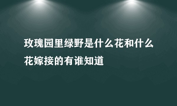 玫瑰园里绿野是什么花和什么花嫁接的有谁知道
