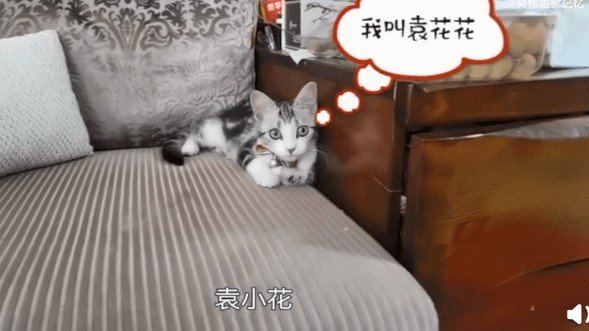 袁隆平与猫的故事是真的吗?