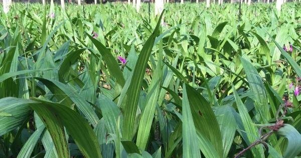 2024年适合新手种植的药材,亩收入8000-12万元,利润高,不愁销路!