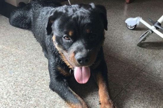 防暴犬厉害吗