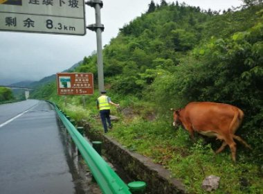 浙江一黄牛跳车导致一辆劳斯莱斯损失30万，载牛的司机需要承担哪些责任？