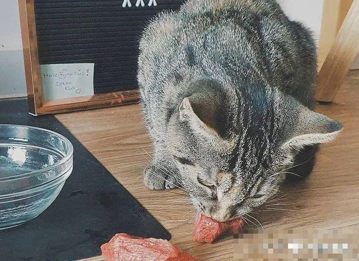 北京给猫咪看病花销大吗？有哪些好的宠物医院推荐呢？