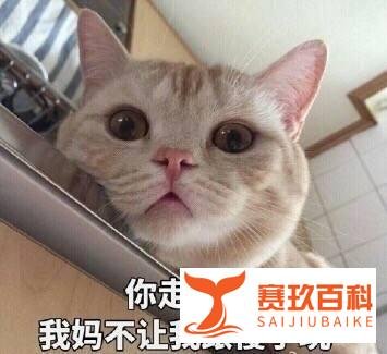说出来你可能不信,但“Yellow Book”真的不是“小黄书”