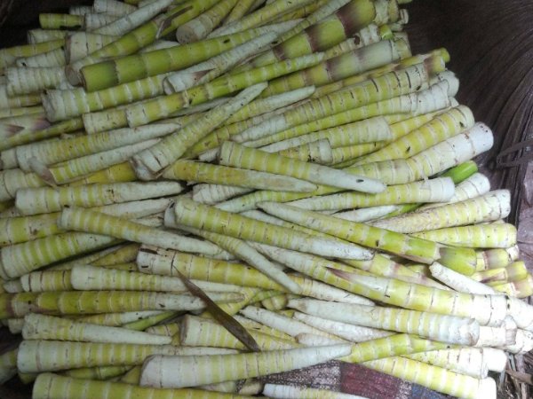 竹笋和茼蒿哪个原产中国