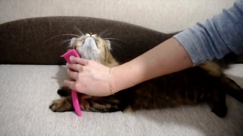猫尾巴肛塞佩戴教程