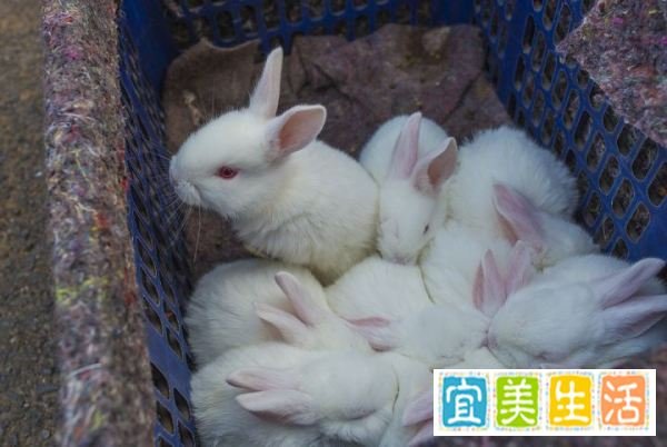 蚂蚁庄园成语扑朔迷离和哪种动物有关