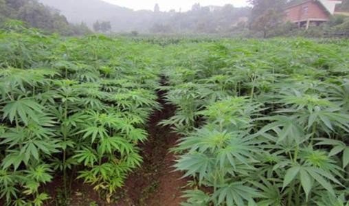 工业大痳种植条件