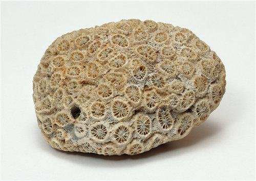 江西工地挖出了6600万年前恐龙蛋化石，化石为何能保存这么久？
