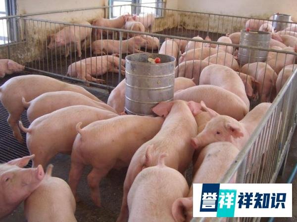 猪肉价钱腰斩！双节临近官方喊话：多吃多买