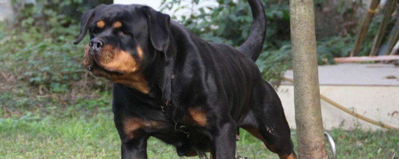 防暴犬厉害吗