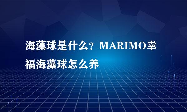 海藻球是什么？MARIMO幸福海藻球怎么养