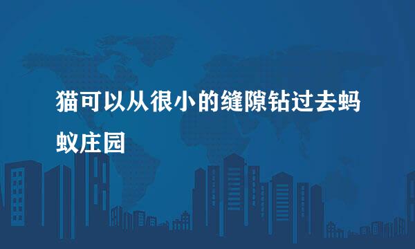猫可以从很小的缝隙钻过去蚂蚁庄园