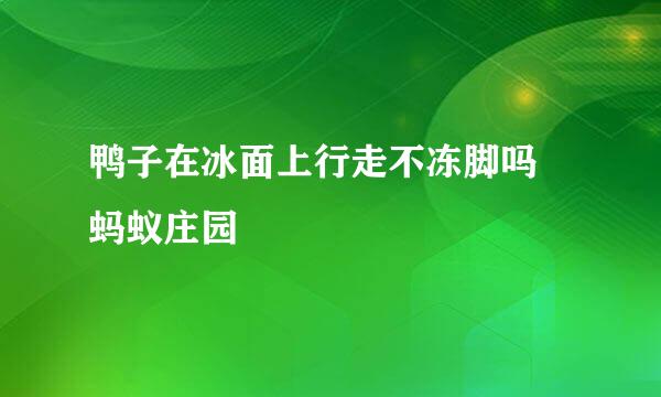 鸭子在冰面上行走不冻脚吗 蚂蚁庄园