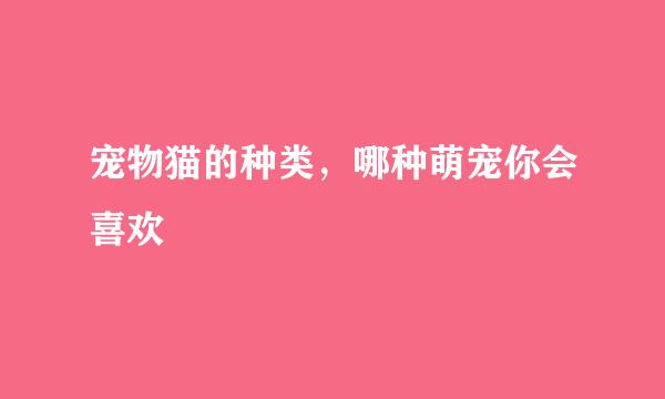 宠物猫的种类，哪种萌宠你会喜欢