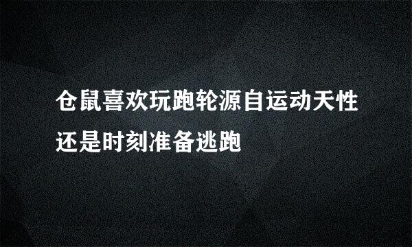 仓鼠喜欢玩跑轮源自运动天性还是时刻准备逃跑
