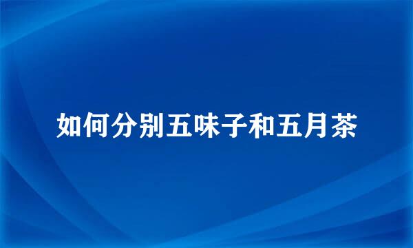 如何分别五味子和五月茶