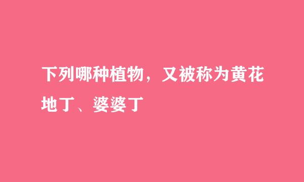 下列哪种植物，又被称为黄花地丁、婆婆丁
