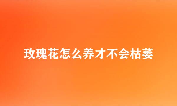 玫瑰花怎么养才不会枯萎